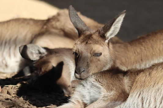 Kangaroos cuddle together, cozy and warm.