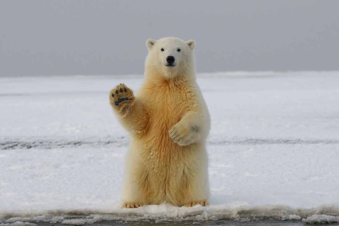 10 Trivia About Animals Facts for Your Next Trivia Night