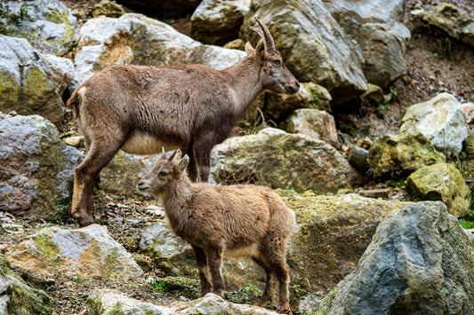 Dive Into the Animal Kingdom with Wildlife Trivia