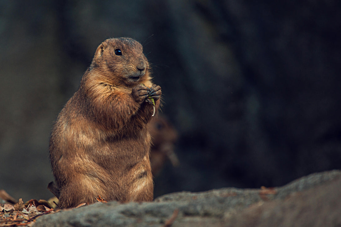 Celebrate the Day Over and Over with Groundhog Day Trivia