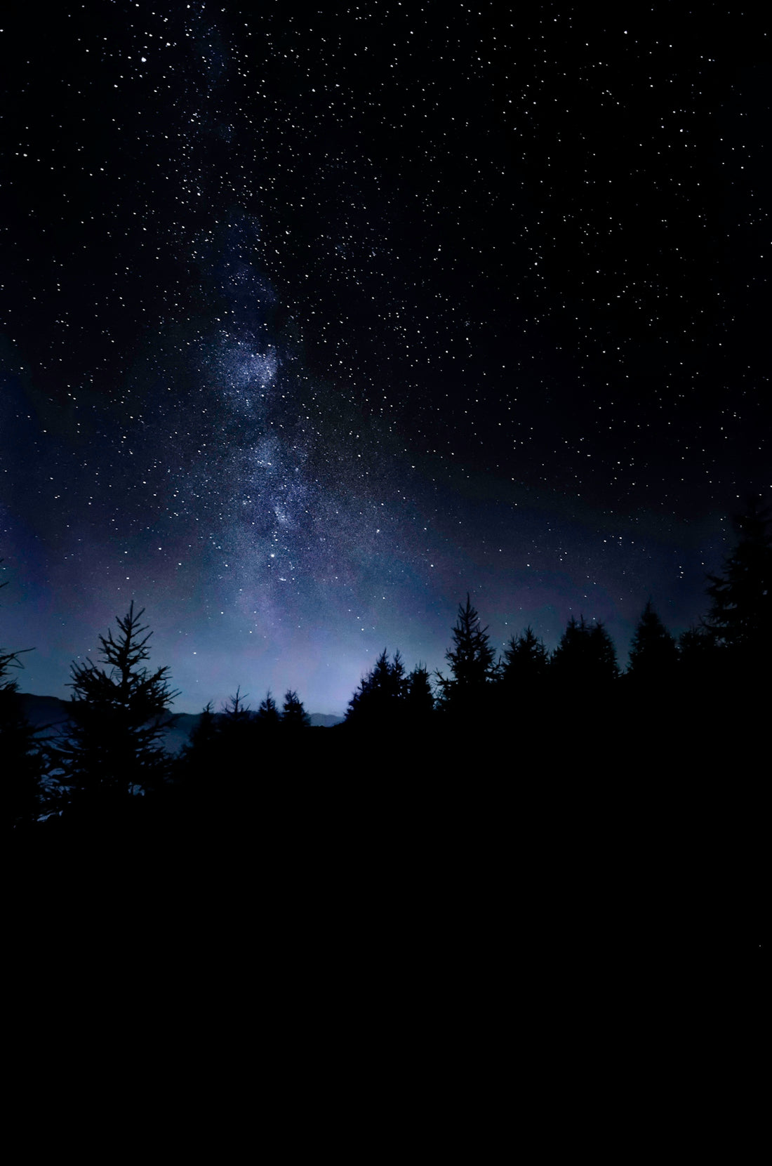 pine trees under starry sky