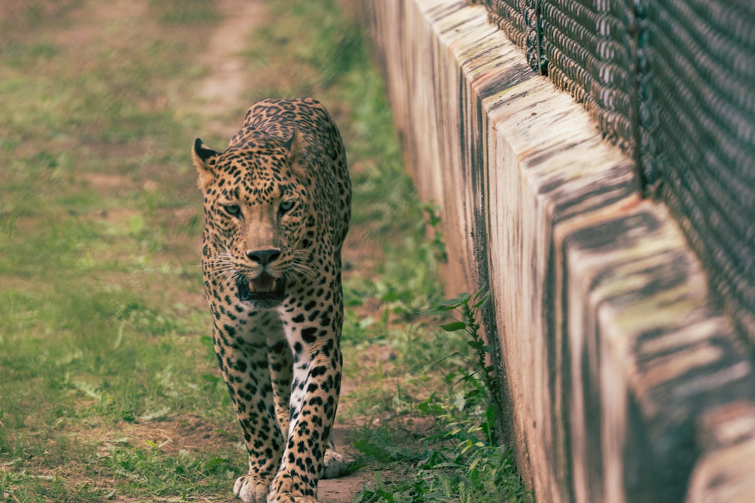 selective focus photography of leopard walking beside fence