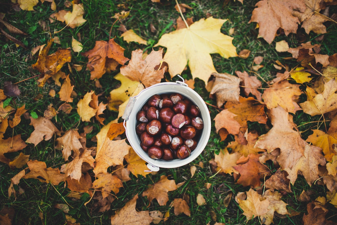 bowl of fruits on grass with fallen brown leaves