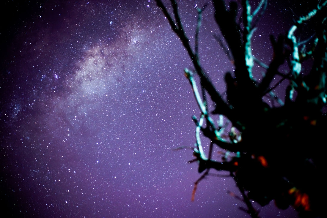bare tree under starry night