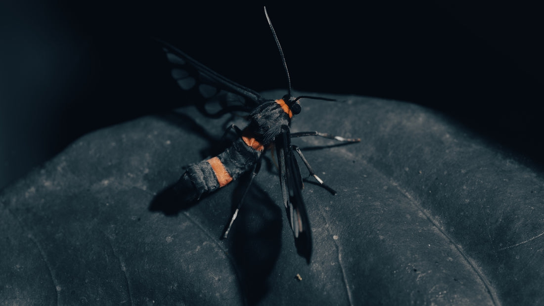 a black and orange moth sitting on top of a leaf